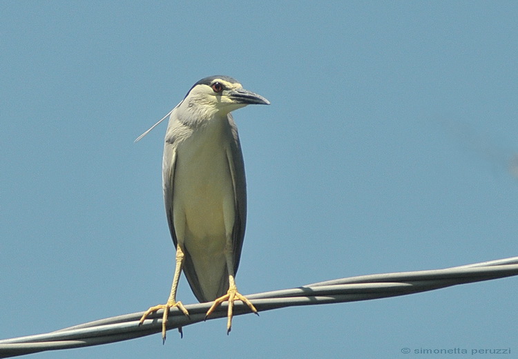 Nycticorax nycticorax - Nitticora